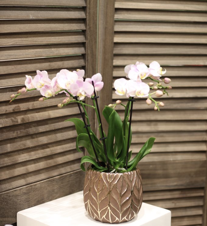 Phalaenopsis photo 1